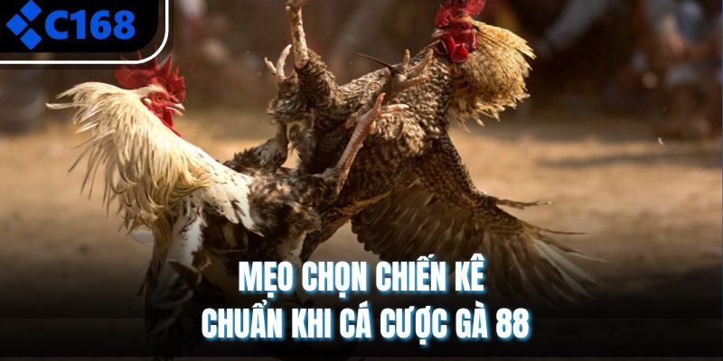 Mẹo chọn chiến kê chuẩn khi cá cược gà 88