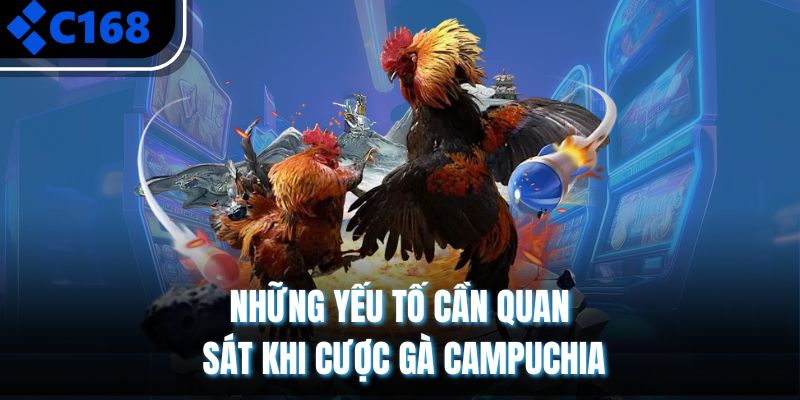 Những yếu tố cần quan sát khi cược gà Campuchia