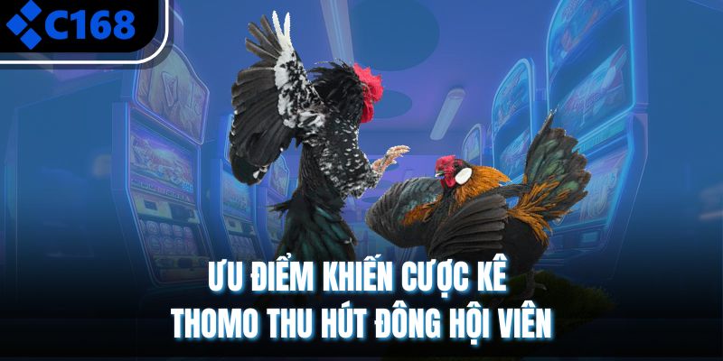 Ưu điểm khiến cược kê Thomo thu hút đông hội viên